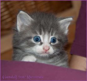 Gandalf von den Norwegischen Waldkatzen von Ruwenda