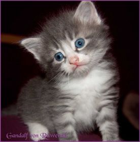 Gandalf von den Norwegischen Waldkatzen von Ruwenda