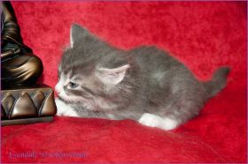 Gandalf von den Norwegischen Waldkatzen von Ruwenda