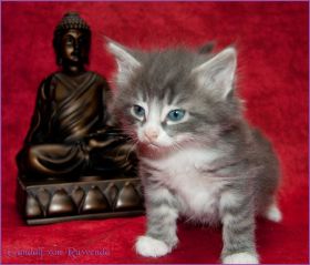 Gandalf von den Norwegischen Waldkatzen von Ruwenda