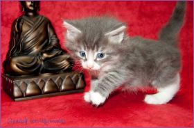 Gandalf von den Norwegischen Waldkatzen von Ruwenda