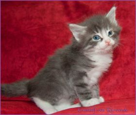 Gandalf von den Norwegischen Waldkatzen von Ruwenda