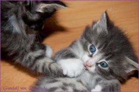 Gandalf von den Norwegischen Waldkatzen von Ruwenda