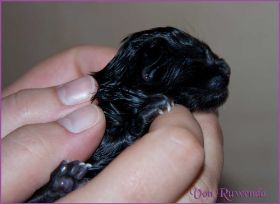 Faramir von den Norwegischen Waldkatzen von Ruwenda