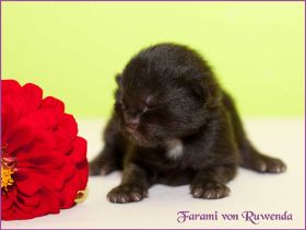 Faramir von den Norwegischen Waldkatzen von Ruwenda