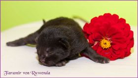 Faramir von den Norwegischen Waldkatzen von Ruwenda