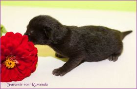 Faramir von den Norwegischen Waldkatzen von Ruwenda