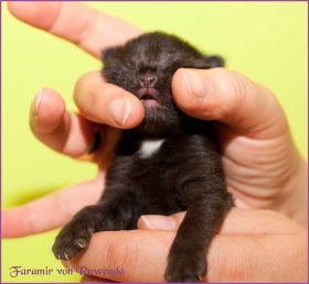 Faramir von den Norwegischen Waldkatzen von Ruwenda