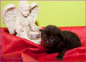 Faramir von den Norwegischen Waldkatzen von Ruwenda