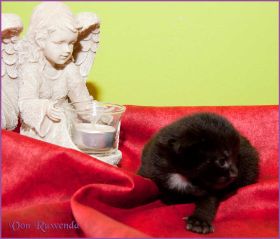 Faramir von den Norwegischen Waldkatzen von Ruwenda