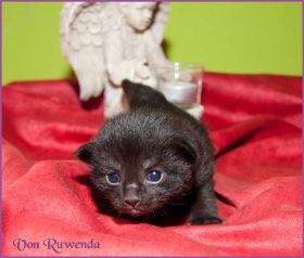 Faramir von den Norwegischen Waldkatzen von Ruwenda