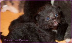 Faramir von den Norwegischen Waldkatzen von Ruwenda