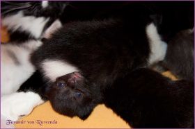 Faramir von den Norwegischen Waldkatzen von Ruwenda