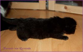 Faramir von den Norwegischen Waldkatzen von Ruwenda