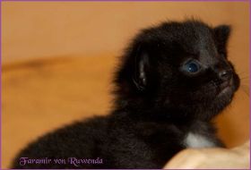 Faramir von den Norwegischen Waldkatzen von Ruwenda