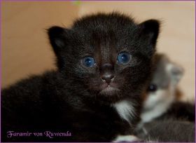 Faramir von den Norwegischen Waldkatzen von Ruwenda