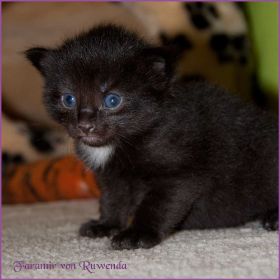 Faramir von den Norwegischen Waldkatzen von Ruwenda