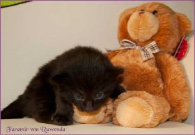 Faramir von den Norwegischen Waldkatzen von Ruwenda