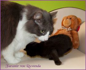 Faramir von den Norwegischen Waldkatzen von Ruwenda