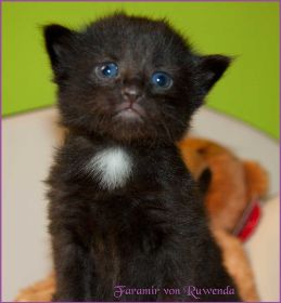 Faramir von den Norwegischen Waldkatzen von Ruwenda