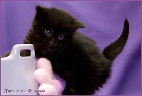 Faramir von den Norwegischen Waldkatzen von Ruwenda