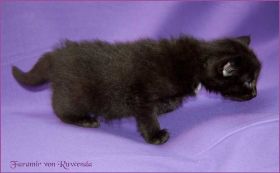 Faramir von den Norwegischen Waldkatzen von Ruwenda