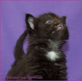 Faramir von den Norwegischen Waldkatzen von Ruwenda