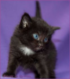 Faramir von den Norwegischen Waldkatzen von Ruwenda