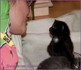 Faramir von den Norwegischen Waldkatzen von Ruwenda