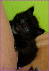 Faramir von den Norwegischen Waldkatzen von Ruwenda