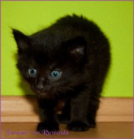 Faramir von den Norwegischen Waldkatzen von Ruwenda