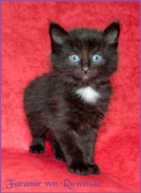 Faramir von den Norwegischen Waldkatzen von Ruwenda