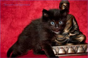 Faramir von den Norwegischen Waldkatzen von Ruwenda