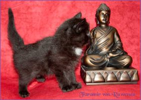 Faramir von den Norwegischen Waldkatzen von Ruwenda