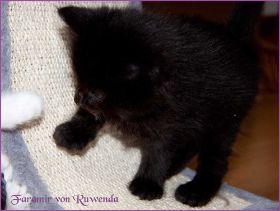 Faramir von den Norwegischen Waldkatzen von Ruwenda