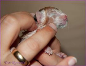 Galadriel von den NorwegischenWaldkatzen von Ruwenda