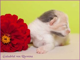 Galadriel von den NorwegischenWaldkatzen von Ruwenda