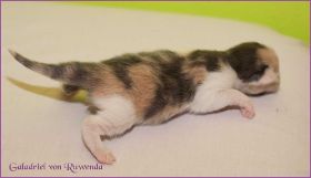 Galadriel von den NorwegischenWaldkatzen von Ruwenda