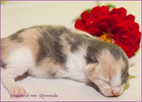 Galadriel von den NorwegischenWaldkatzen von Ruwenda
