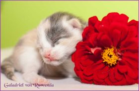 Galadriel von den NorwegischenWaldkatzen von Ruwenda