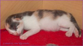 Galadriel von den NorwegischenWaldkatzen von Ruwenda