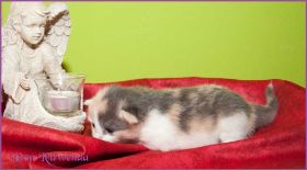 Galadriel von den Norwegischen Waldkatzen von Ruwenda