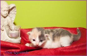 Galadriel von den Norwegischen Waldkatzen von Ruwenda