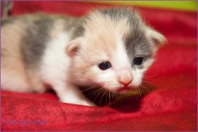 Galadriel von den Norwegischen Waldkatzen von Ruwenda