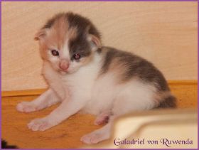 Galadriel von den Norwegischen Waldkatzen von Ruwenda