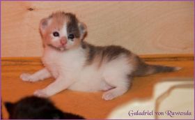 Galadriel von den Norwegischen Waldkatzen von Ruwenda