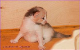 Galadriel von den Norwegischen Waldkatzen von Ruwenda