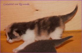 Galadriel von den Norwegischen Waldkatzen von Ruwenda