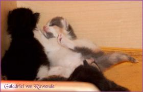 Galadriel von den Norwegischen Waldkatzen von Ruwenda