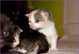 Galadriel von den Norwegischen Waldkatzen von Ruwenda